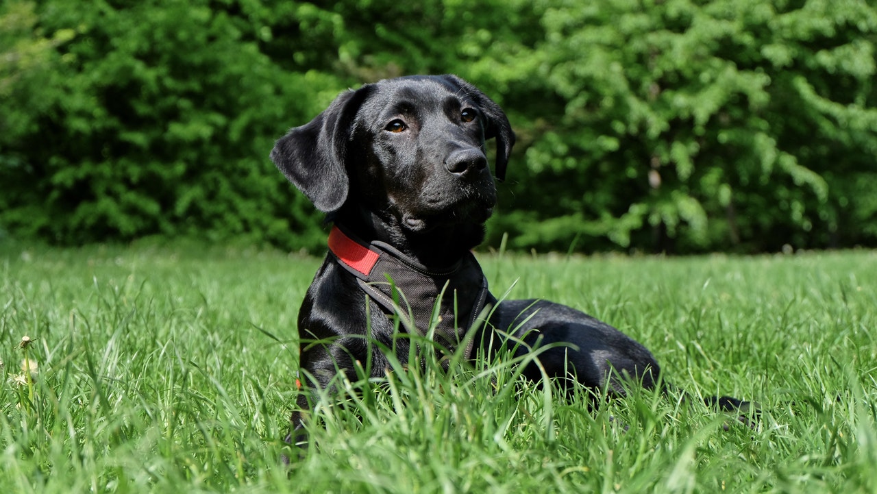 Labradorer är vänliga och gladlynta