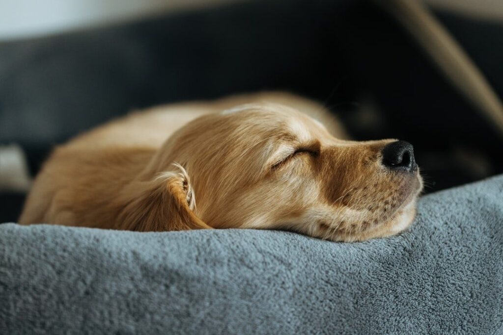Ljusbrun hund sover lugnt hoprullad på en grå filt