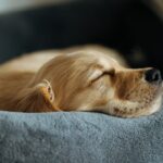 Ljusbrun hund sover lugnt hoprullad på en grå filt