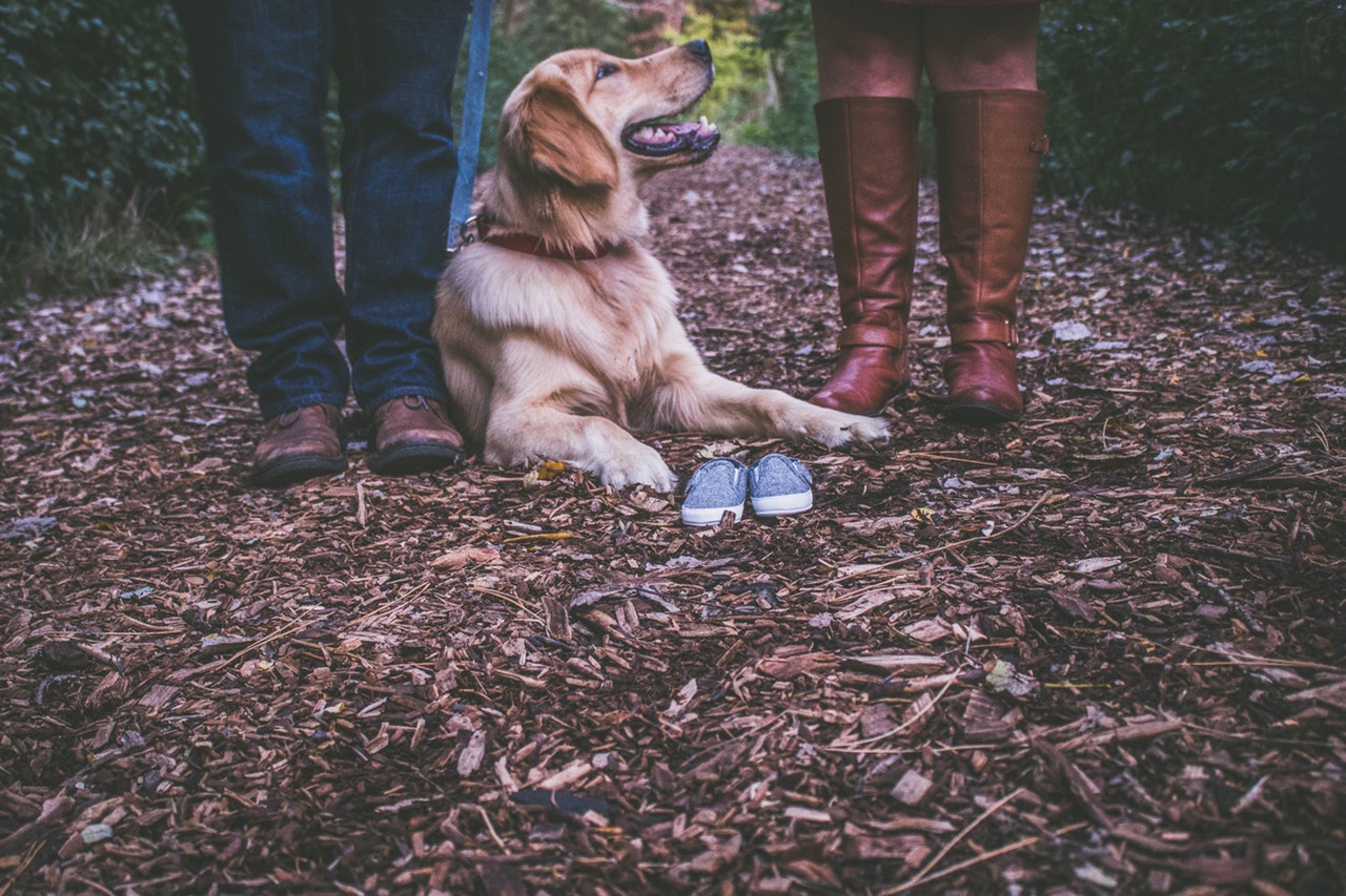 Fungerar verkligen hundtricket?